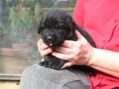 AKC BLack and Brown Newfoundland puppies